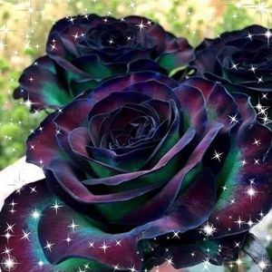 Meet your Posher, Debi